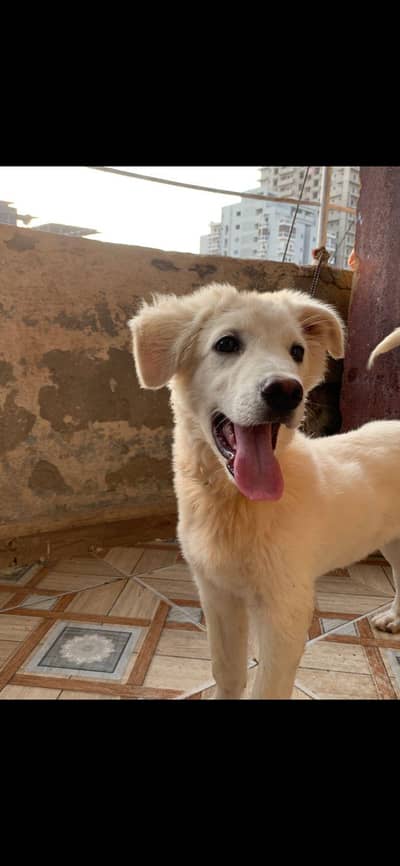 very playful dog cute white Russian puppy