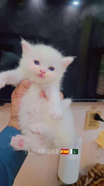 pure persion kitten male and female all both avaialble