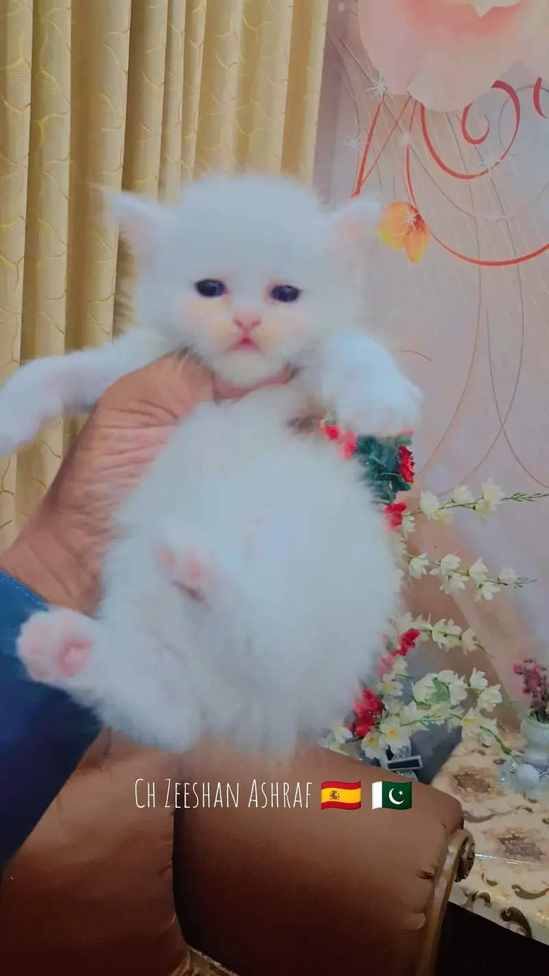 pure persion kitten male and female all both avaialble — photo 3