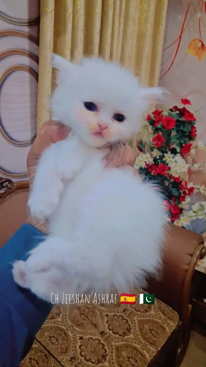 pure persion kitten male and female all both avaialble — photo 4