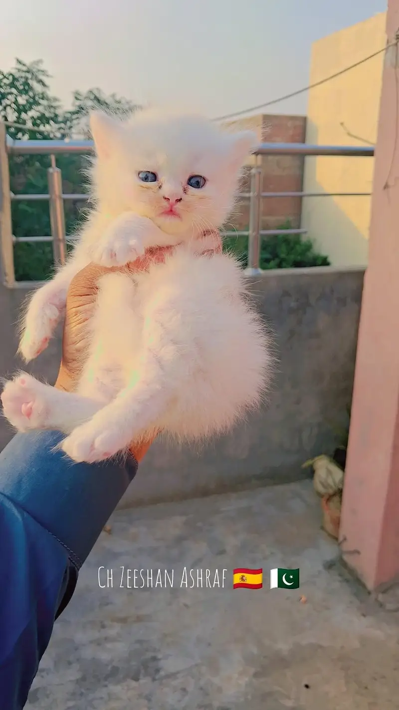 pure persion kitten male and female all both avaialble — photo 5