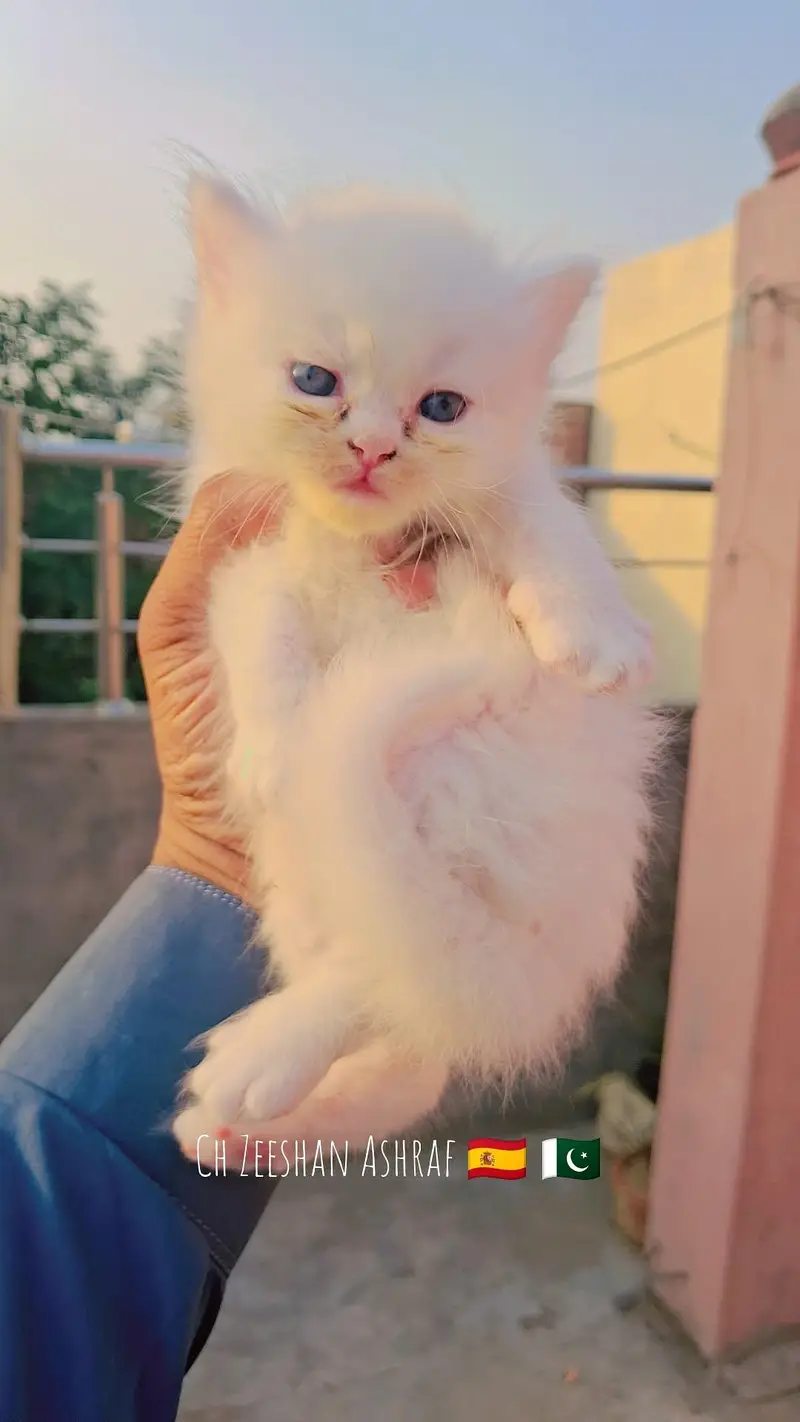 pure persion kitten male and female all both avaialble — photo 6