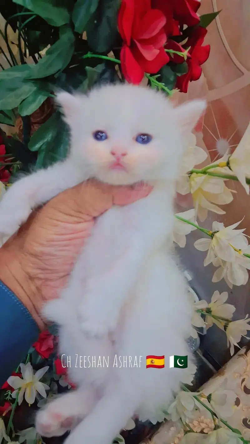 pure persion kitten male and female all both avaialble — photo 7