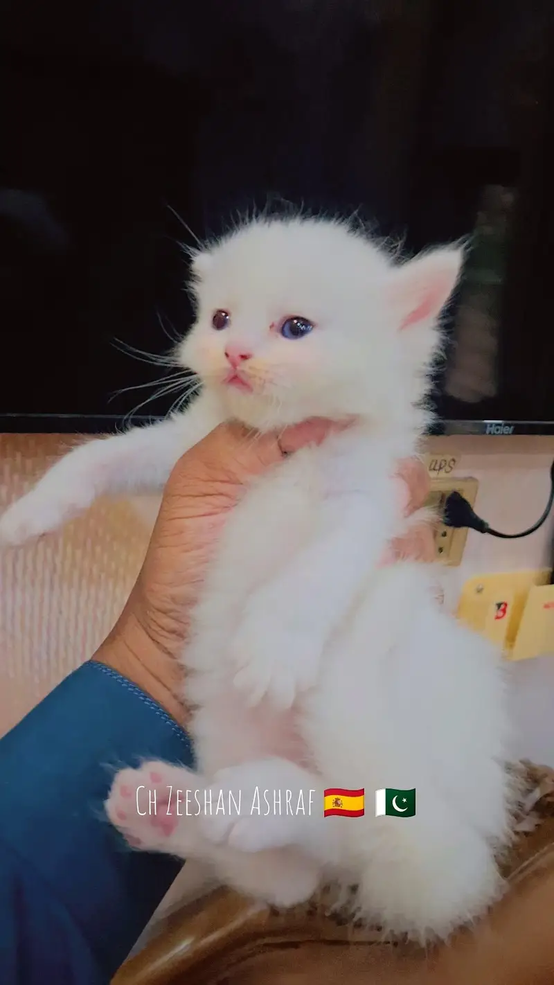 pure persion kitten male and female all both avaialble — photo 8