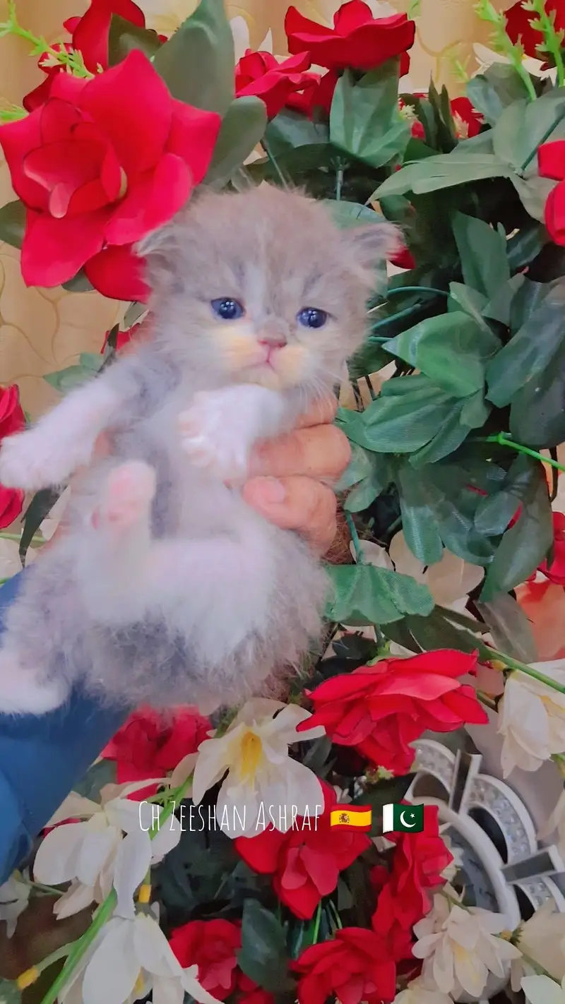 pure persion kitten male and female all both avaialble — photo 9