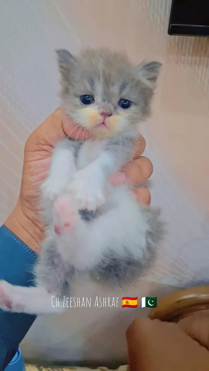 pure persion kitten male and female all both avaialble — photo 10