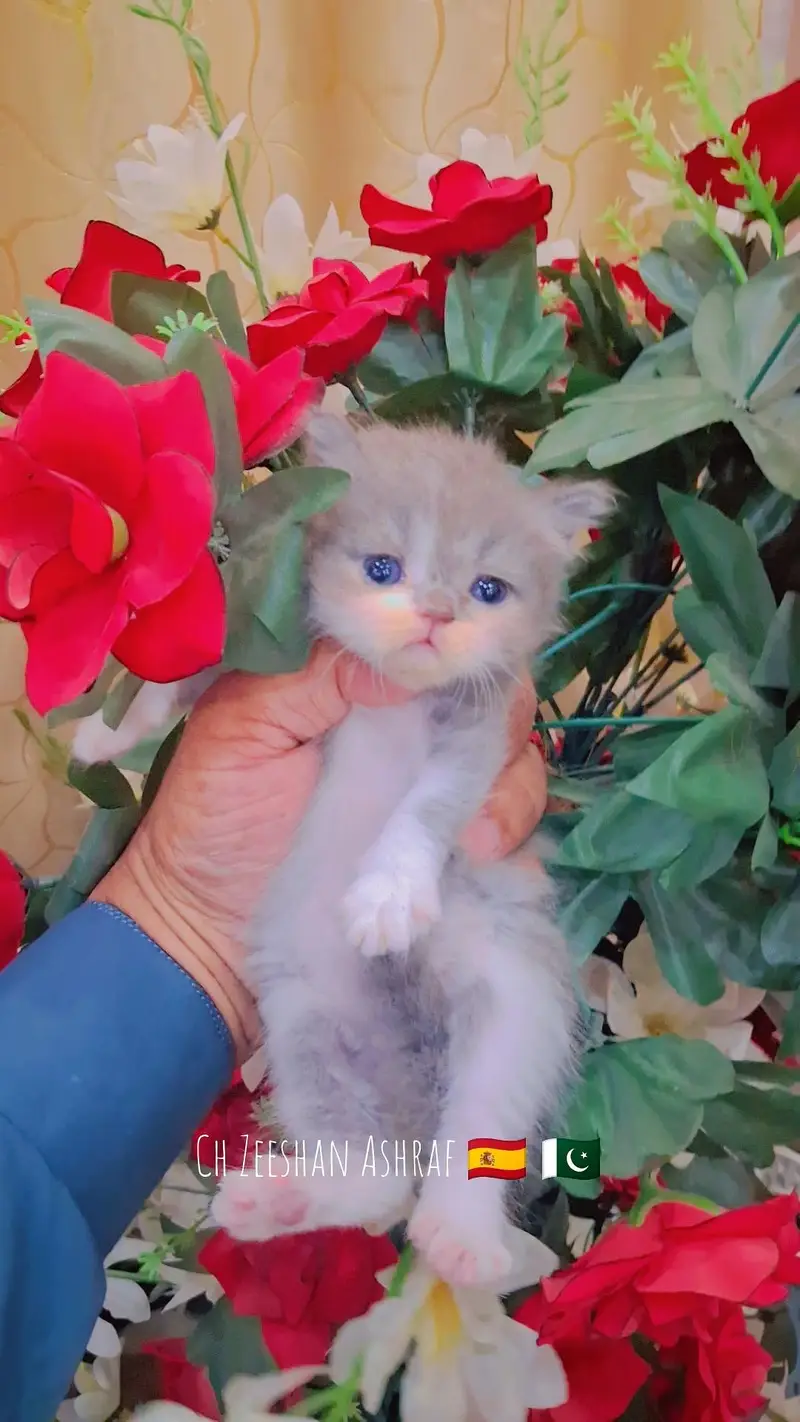 pure persion kitten male and female all both avaialble — photo 11