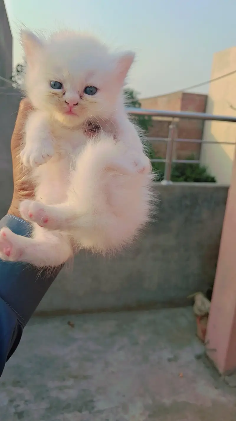 pure persion kitten male and female all both avaialble — photo 12
