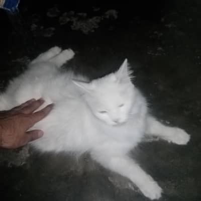Russian wite cat