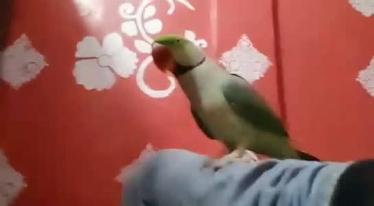 Kashmiri Raw Parrot 9 Month Age WhatsApp 03218699679
