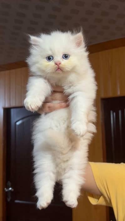 Pute persian triple coated