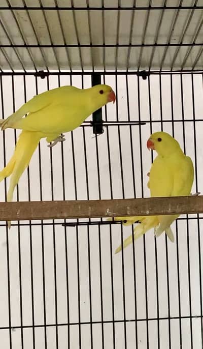 Yellow blue white ringneck