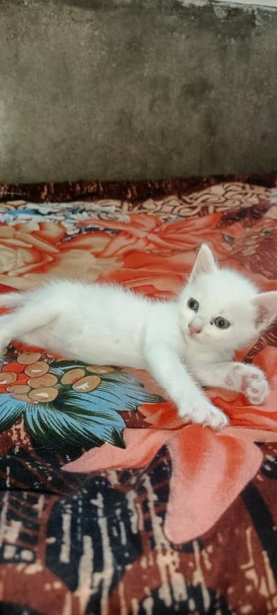 persion Kitten