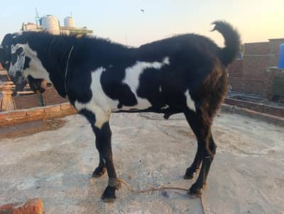 BREEDAR BAKRA 4 TEETH BEETAL AMRATSERI