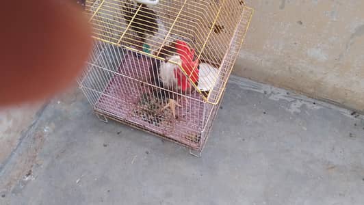 Hens for sale