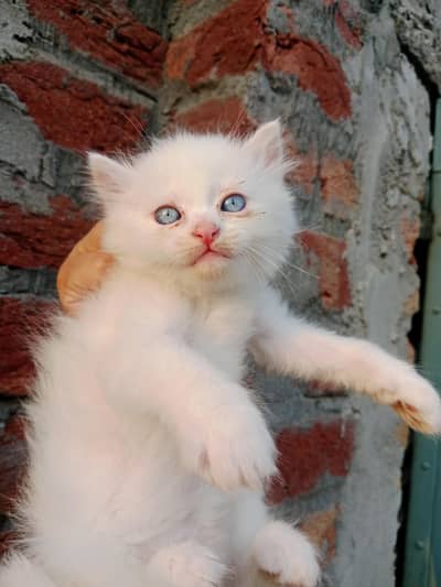 triple coated White Persian kittens