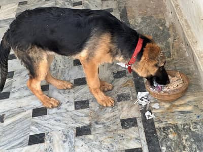 German shepherd female puppy for sale