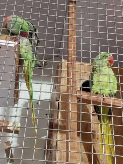 only raw female green parrot