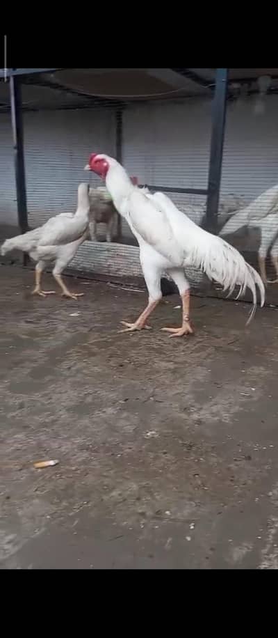White Shamo Chicks