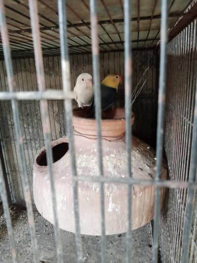 violet uwing opline ino into albino red eye breeder pair.