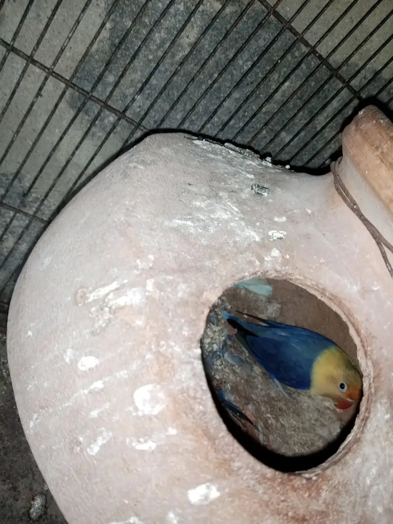 violet uwing opline ino into albino red eye breeder pair. — photo 3