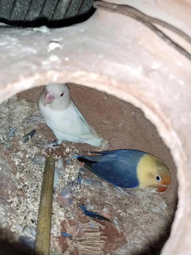 violet uwing opline ino into albino red eye breeder pair. — photo 4