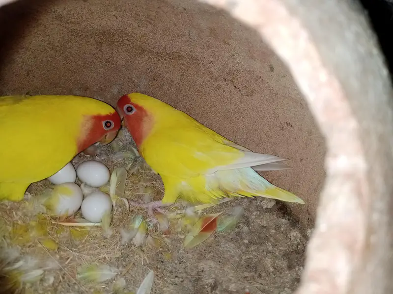 violet uwing opline ino into albino red eye breeder pair. — photo 5