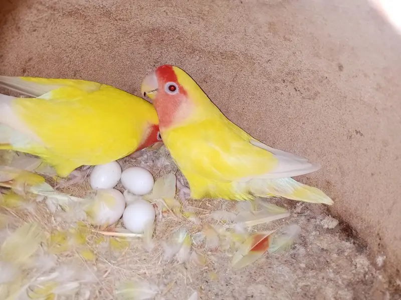 violet uwing opline ino into albino red eye breeder pair. — photo 6