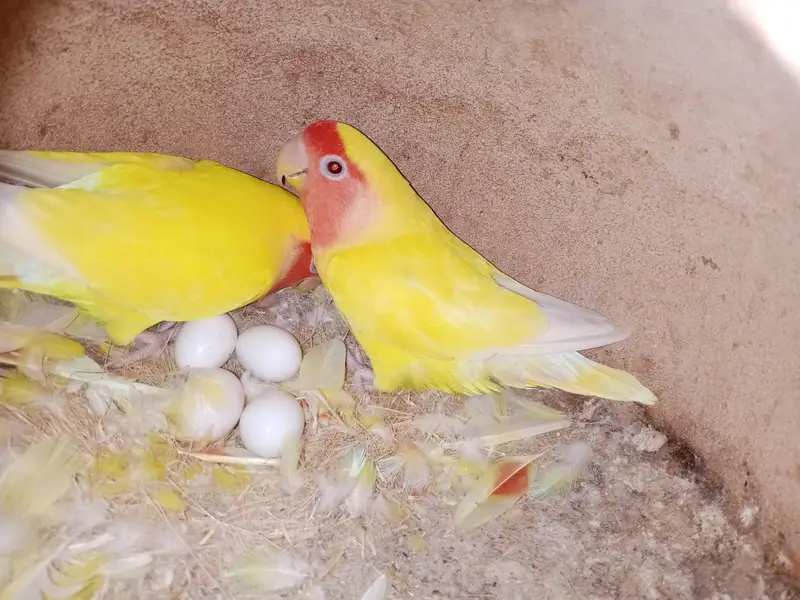 violet uwing opline ino into albino red eye breeder pair. — photo 7