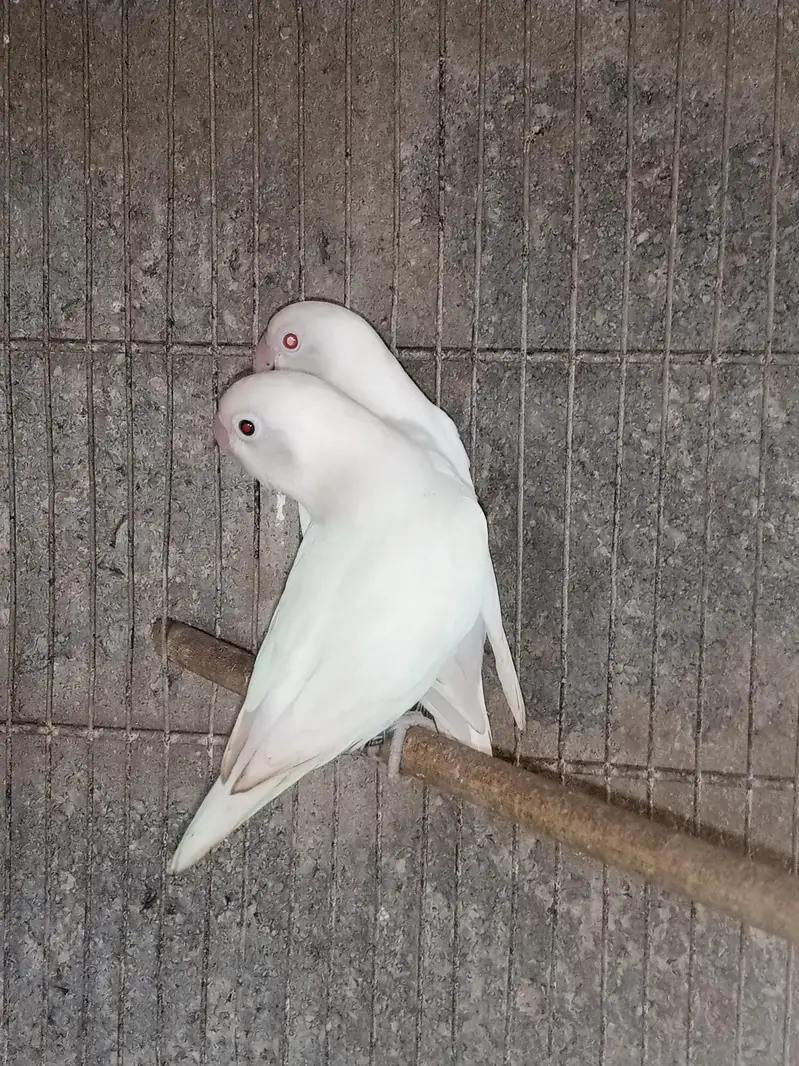 violet uwing opline ino into albino red eye breeder pair. — photo 8
