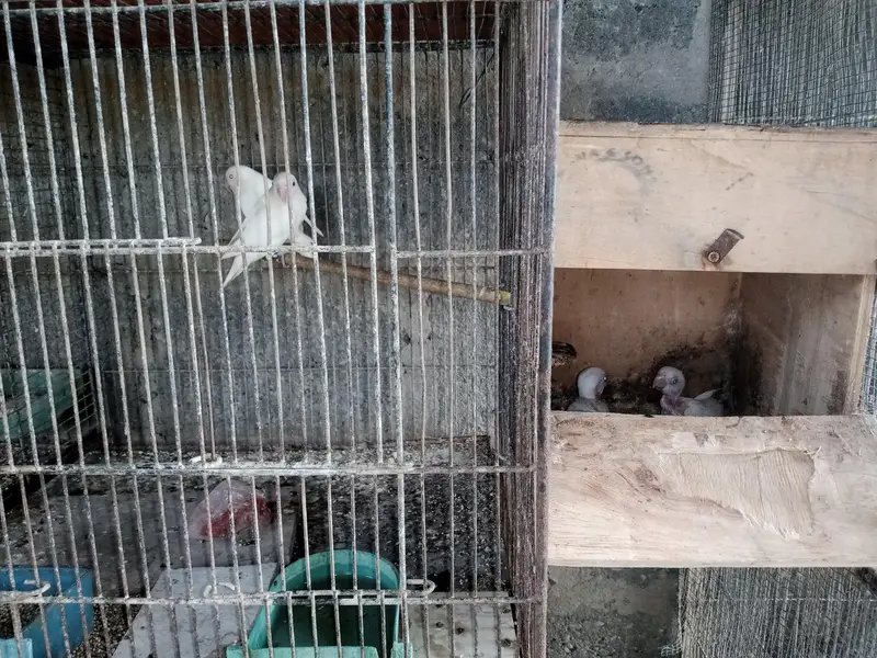 violet uwing opline ino into albino red eye breeder pair. — photo 9