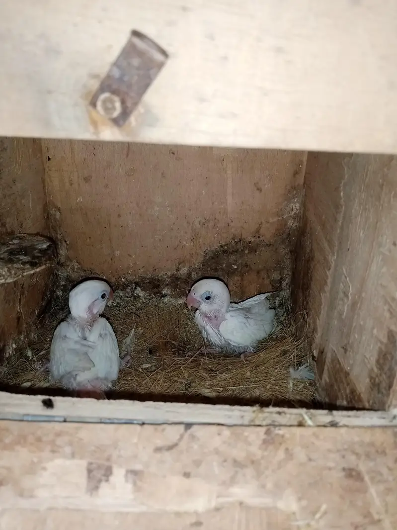 violet uwing opline ino into albino red eye breeder pair. — photo 10