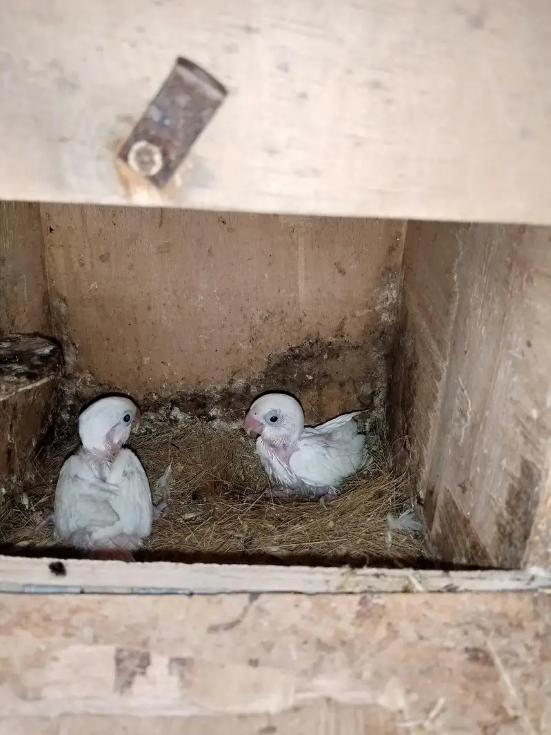 violet uwing opline ino into albino red eye breeder pair. — photo 11