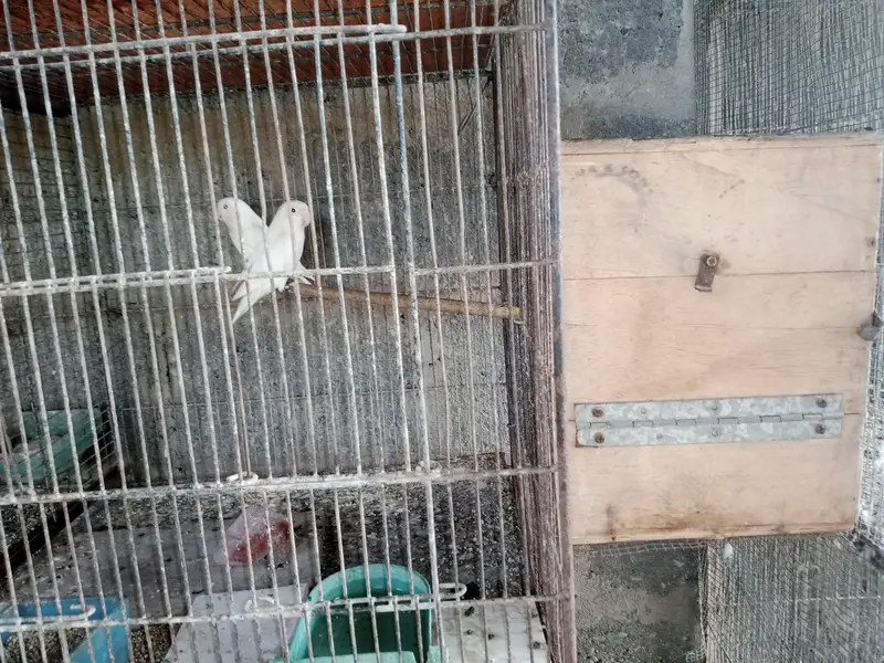 violet uwing opline ino into albino red eye breeder pair. — photo 12