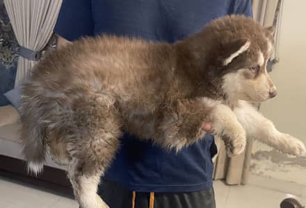 Siberian huskys