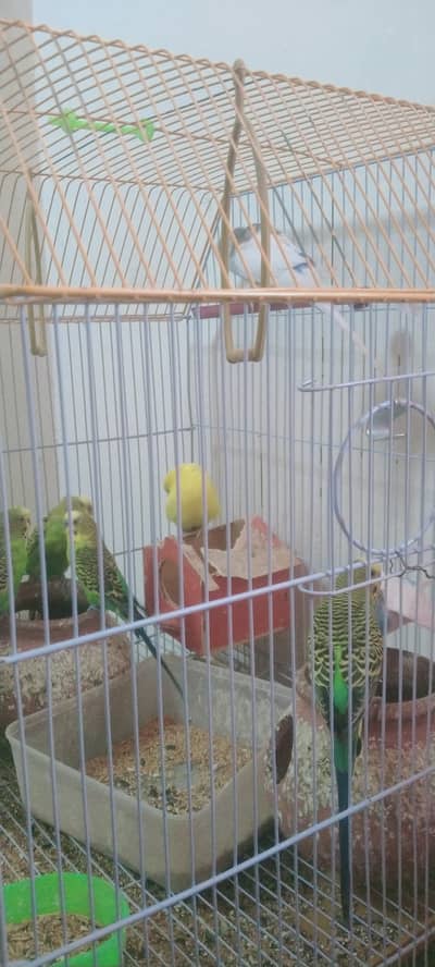 Australian 7 parrot for sale male and female