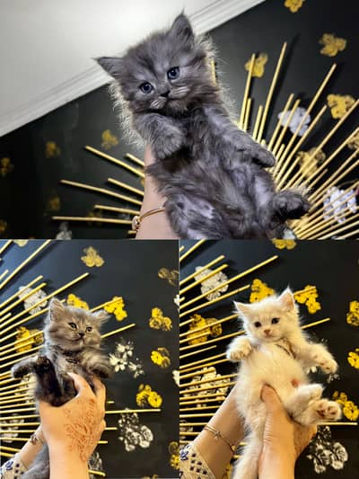 3 Adorable Persian Kittens Available For Sale