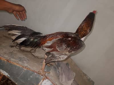 aseel Sindhi Hen