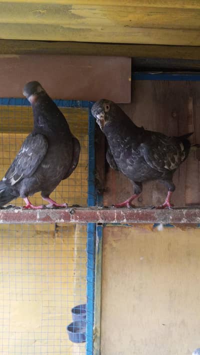 mix baby  piegon flying birds