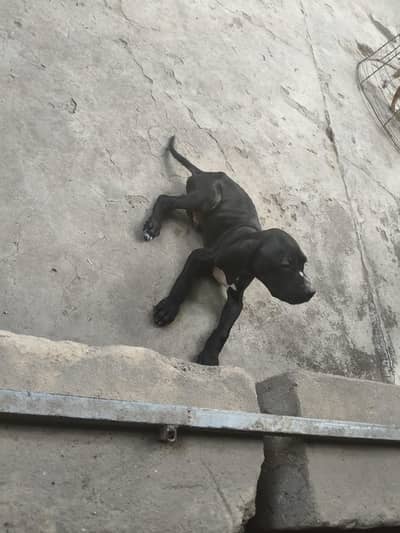 English dual pointer