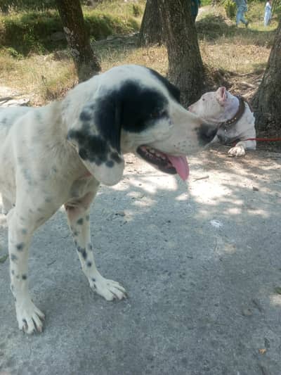 pointer female