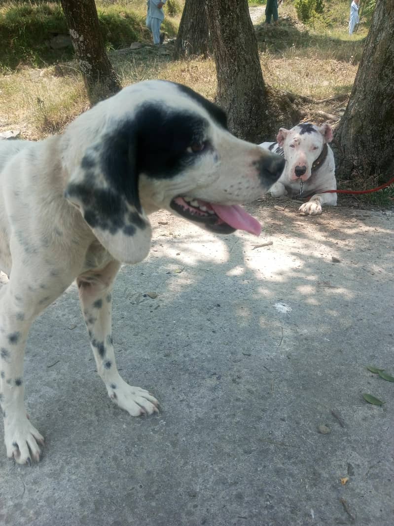 pointer female 1