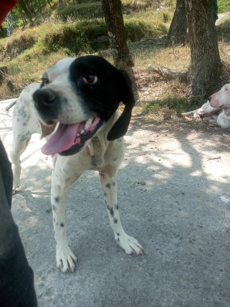 pointer female 2