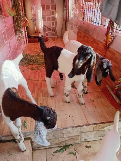 3 male baby of goat