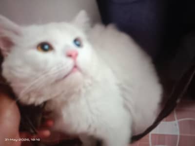 Beautiful cat 