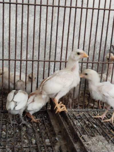 Heera chicks available