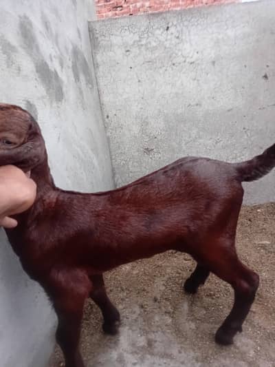 DESI BAKRI ACHA DOODH SATH AK PATH