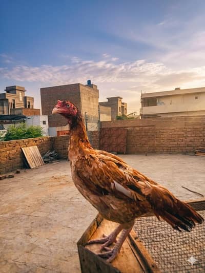 high quality aseel hen for sale