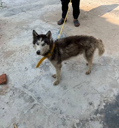 Stunning blue eyed Siberian husky 03259119777