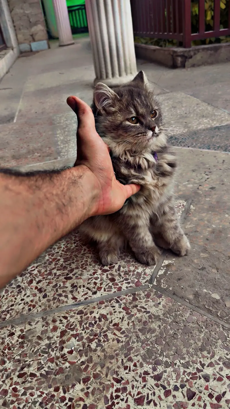 Persian cat female
